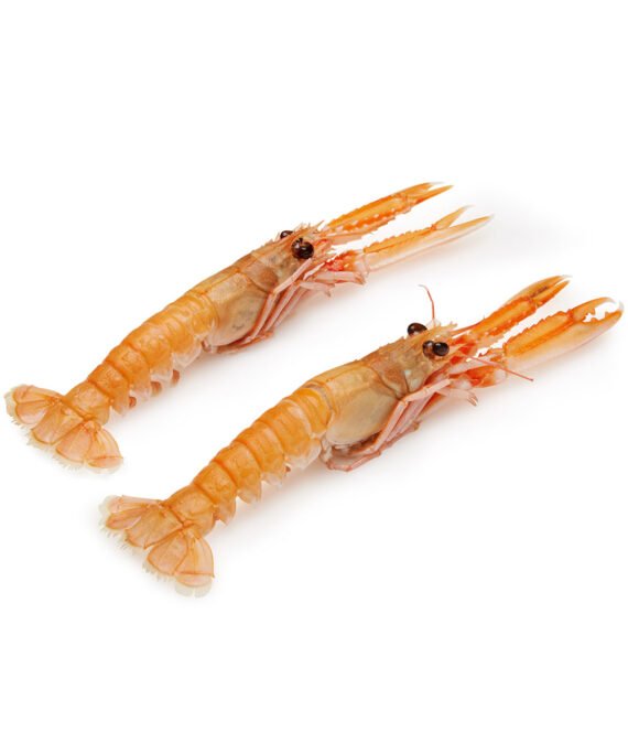 Wild Langoustines