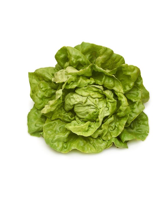 Boston Lettuce